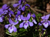 Fieder-Veilchen Gruppe